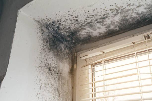 Affordable Attic Mold Remediation solutions in Madison, TN