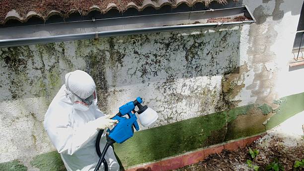 Top rated local Attic Mold Remediation specialists in Madison, TN
